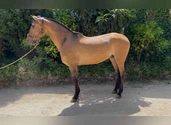 Lusitano, Wałach, 5 lat, 161 cm, Gniada