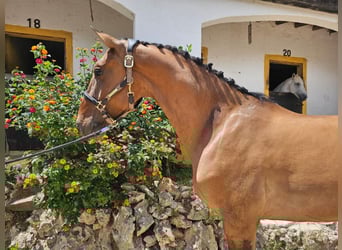 Lusitano, Wałach, 5 lat, 161 cm, Gniada