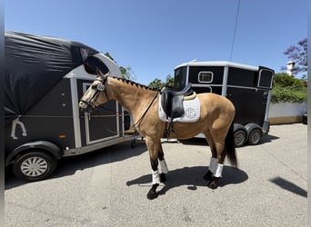 Lusitano, Wałach, 5 lat, 162 cm, Jelenia