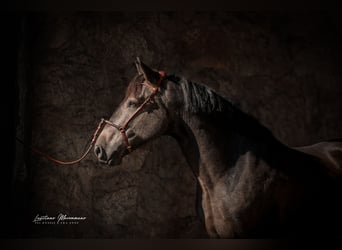 Lusitano, Wałach, 5 lat, 162 cm, Jelenia