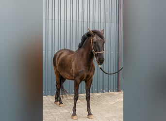 Lusitano, Wałach, 5 lat, 162 cm, Kara