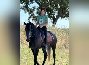 Lusitano, Wałach, 5 lat, 162 cm, Siwa