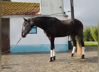Lusitano, Wałach, 5 lat, 162 cm, Siwa