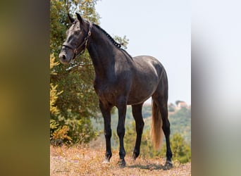 Lusitano, Wałach, 5 lat, 162 cm, Siwa