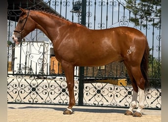 Lusitano, Wałach, 5 lat, 164 cm, Kasztanowata
