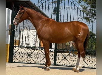 Lusitano, Wałach, 5 lat, 164 cm, Kasztanowata