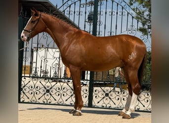 Lusitano, Wałach, 5 lat, 164 cm, Kasztanowata
