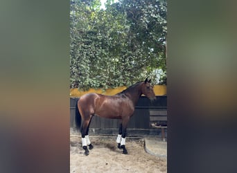 Lusitano, Wałach, 5 lat, 165 cm, Gniada