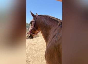 Lusitano Mix, Wałach, 5 lat, 165 cm, Kasztanowata