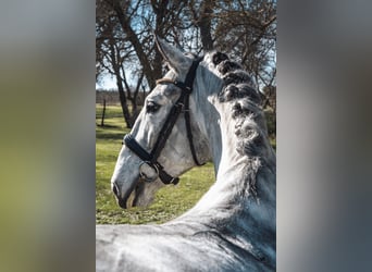 Lusitano, Wałach, 5 lat, 165 cm, Siwa jabłkowita