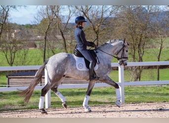 Lusitano, Wałach, 5 lat, 165 cm, Siwa jabłkowita