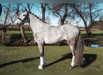 Lusitano, Wałach, 5 lat, 165 cm, Siwa jabłkowita