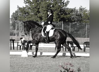 Lusitano, Wałach, 5 lat, 167 cm, Ciemnogniada