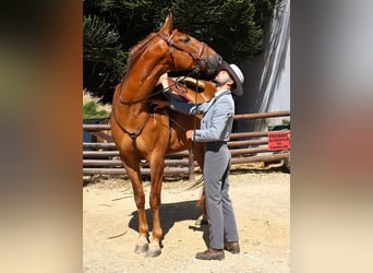 Lusitano, Wałach, 5 lat, 170 cm, Kasztanowata
