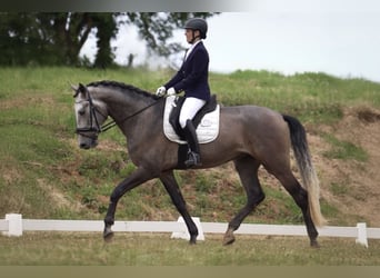 Lusitano, Wałach, 5 lat, 170 cm, Kasztanowatodereszowata