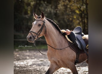 Lusitano, Wałach, 6 lat, 152 cm, Jelenia