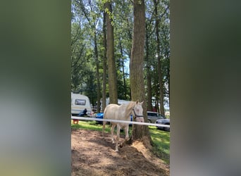 Lusitano Mix, Wałach, 6 lat, 153 cm, Cremello