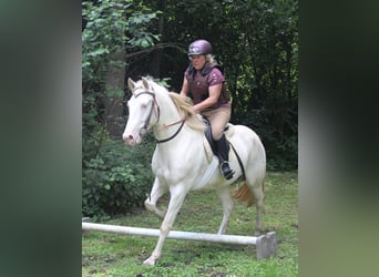 Lusitano Mix, Wałach, 6 lat, 153 cm, Cremello