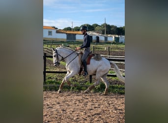 Lusitano, Wałach, 6 lat, 154 cm, Siwa