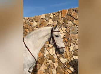 Lusitano, Wałach, 6 lat, 154 cm, Siwa