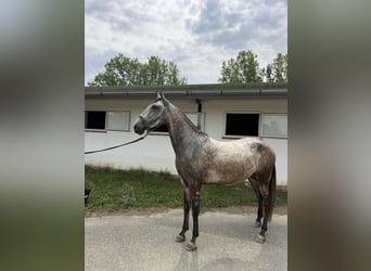 Lusitano, Wałach, 6 lat, 155 cm, Bułana