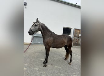 Lusitano, Wałach, 6 lat, 155 cm, Może być siwy