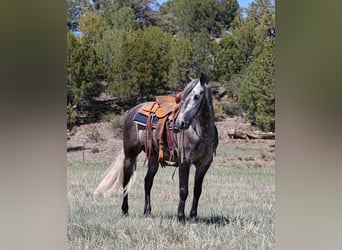 Lusitano, Wałach, 6 lat, 155 cm, Siwa jabłkowita