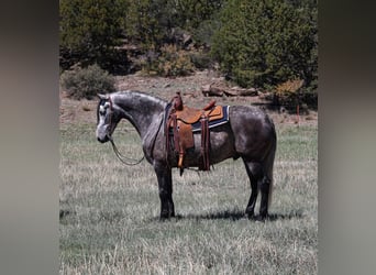 Lusitano, Wałach, 6 lat, 155 cm, Siwa jabłkowita