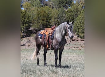 Lusitano, Wałach, 6 lat, 155 cm, Siwa jabłkowita