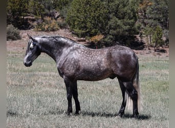Lusitano, Wałach, 6 lat, 155 cm, Siwa jabłkowita