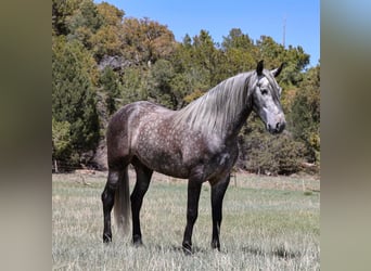 Lusitano, Wałach, 6 lat, 155 cm, Siwa jabłkowita