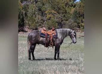 Lusitano, Wałach, 6 lat, 155 cm, Siwa jabłkowita