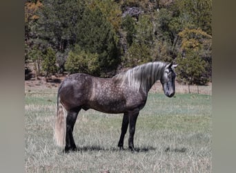 Lusitano, Wałach, 6 lat, 155 cm, Siwa jabłkowita