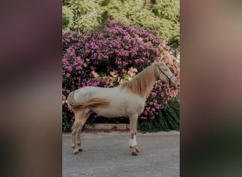 Lusitano, Wałach, 6 lat, 158 cm, Cremello