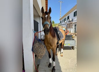 Lusitano, Wałach, 6 lat, 158 cm, Jelenia