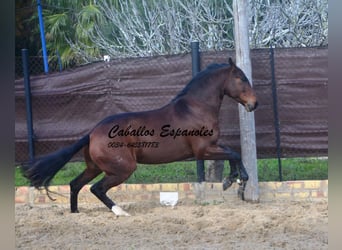 Lusitano, Wałach, 6 lat, 159 cm, Ciemnogniada