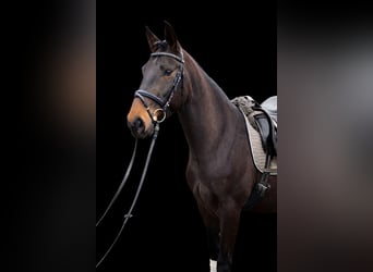 Lusitano, Wałach, 6 lat, 159 cm, Skarogniada