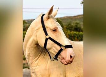 Lusitano, Wałach, 6 lat, 160 cm, Cremello