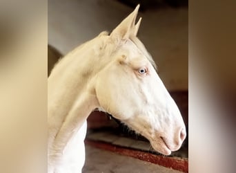 Lusitano, Wałach, 6 lat, 160 cm, Cremello
