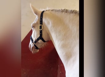 Lusitano, Wałach, 6 lat, 160 cm, Cremello