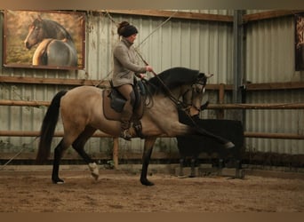 Lusitano, Wałach, 6 lat, 162 cm, Jelenia