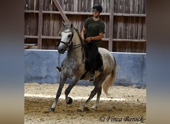 Lusitano, Wałach, 6 lat, 162 cm, Siwa