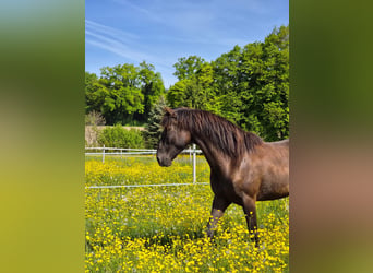 Lusitano, Wałach, 6 lat, 162 cm, Skarogniada