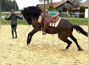 Lusitano, Wałach, 6 lat, 162 cm, Skarogniada