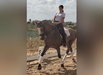 Lusitano, Wałach, 6 lat, 163 cm, Siwa jabłkowita
