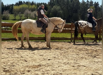 Lusitano, Wałach, 6 lat, 164 cm, Cremello