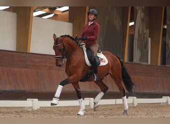 Lusitano, Wałach, 6 lat, 165 cm, Gniada