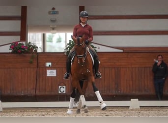 Lusitano, Wałach, 6 lat, 165 cm, Gniada