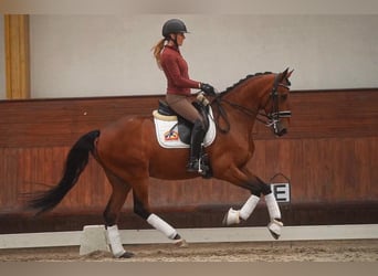 Lusitano, Wałach, 6 lat, 165 cm, Gniada