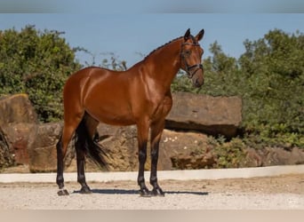 Lusitano, Wałach, 6 lat, 165 cm, Gniada